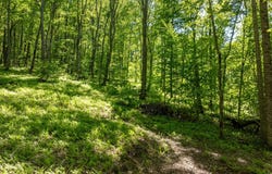 C55 Roaming Road, Glenville, NC 28736
