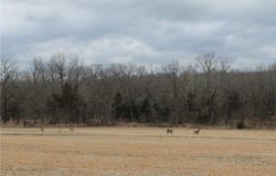 Kip Drive, Edwards, MO 65326