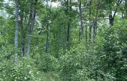 ON NICK AVENUE, Weston, WI 54476