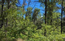 Road TBD, Bitely, MI 49309