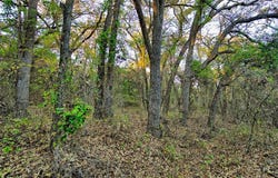Tbd Highway 59 N, Bowie, TX 76230
