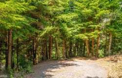 Lot 502 Beaver Pond Lane, Gleneden Beach, OR 97388