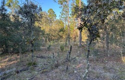 NE 148 Terrace, WILLISTON, FL 32696