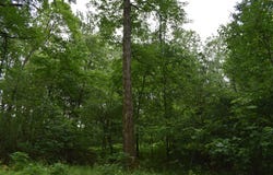 Whippoorwill Road, Cranberry, PA 16319