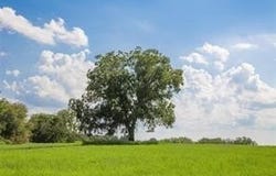 County Road 452, De Leon, TX 76444