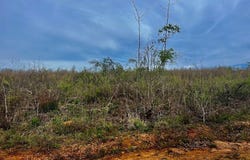 Tract B Co Rd 123, Wedowee, AL 36278
