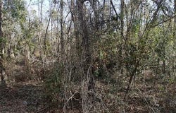 NE Cedar Trail, Pinetta, FL 32350