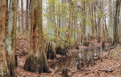 TN-18, Bolivar, TN 38008