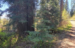 1602 Bear Trail Loop, Donnelly, ID 83615