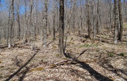 6183 Cass Road, Slatyfork, WV 26291