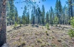 Pine Crest Lane, La Pine, OR 97739