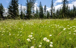 Lot 9 Block 8 Woodland Way, Lead, SD 57754