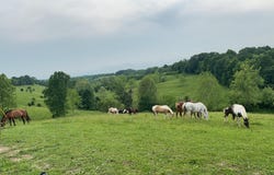 2200 Leaning Oak Road, Corinth, KY 41010
