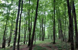 Lot 4 Liberty Lane, Catawba, WI 54515