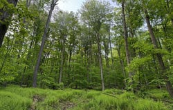 000 Post Hollow Road, Millport, PA 16748