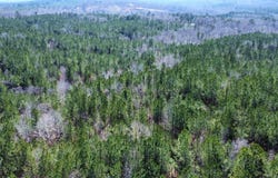 0 Graham Rd., Samantha, AL 35475