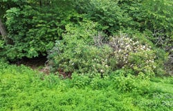 Forest Lane, Blowing Rock, NC 28605
