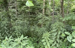 Tbd Drill Road, Honaker, VA 24260