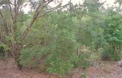 9784 N Feigel Terrace, Crystal River, FL 34428