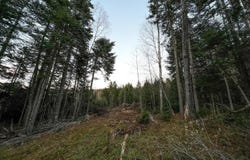 Mill Brook Road lot: 16, Sandy River Plt, ME 04970