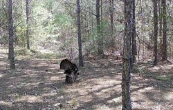 0 TUCKER RD Rd, Lynn, AL 35575