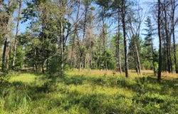 Vl W HB Road (Trail 6545), Baldwin, MI 49304