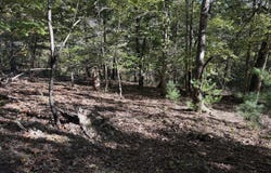 Yellow Mountain Rd, Roanoke, VA 24014