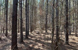 0 Camargo Rd, Nettleton, MS 38858