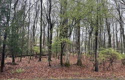 Birch Ln A30, East Stroudsburg, PA 18301