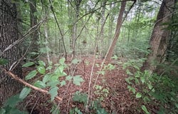 Lot 3 Evergreen Drive, Oneida, TN 37841