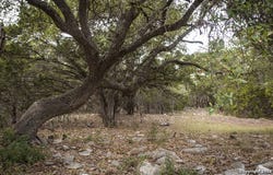 288 Kellog, Fischer, TX 78623