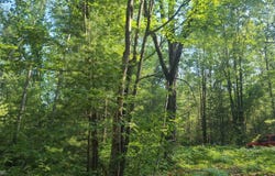 0000 NE Bailey Road, Kalkaska, MI 49646