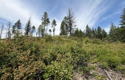 TBD ROCKABYE LN, CURLEW, WA 99118