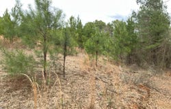 Tract 2 Venus Rd, White Oak, TX 75693