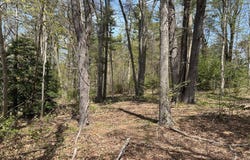 10 Bromley Court, Muttontown, NY 11791