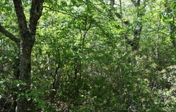 TBD HIGH VALLEY SOUTH, MONTEREY, VA 24465