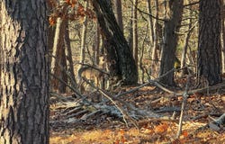 77.45 AC MOUNTAIN COVE, PETERSBURG, WV 26847