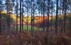 000 State HWY 22, Rockford, AL 35136