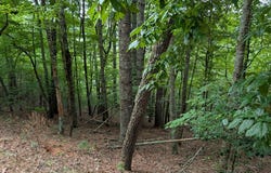Chestnut Hill Dr, Franklin, NC 28734