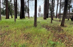 0 Pineland Circle, Magalia, CA 95954