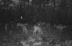 5790 Wooddell Drive, Waycross, GA 31503