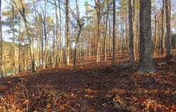 ROCK RIDGE LANE lot: #3, Arley, AL 35541