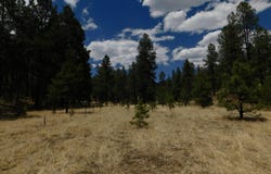 10 N2310, Alpine, AZ 85920