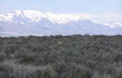 06-0361-19 Near Dutch Flat Rd, Winnemucca, NV 89445
