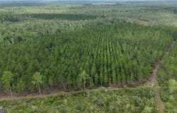 0 Fire Tower, Manor, GA 31550