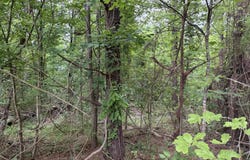 Hall Road, Natchez, MS 39120
