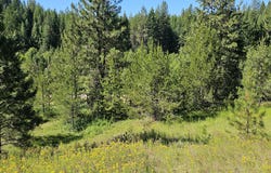 5XXX OLINGER RD, SPRINGDALE, WA 99173