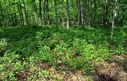 Hemlock Ridge Subd, Turtletown, TN 37391