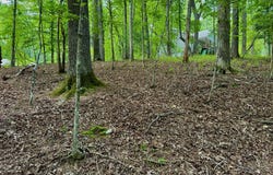 694 Echo Lane, Ellijay, GA 30540