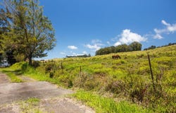 SPENCER RD, Laupahoehoe, HI 96764
